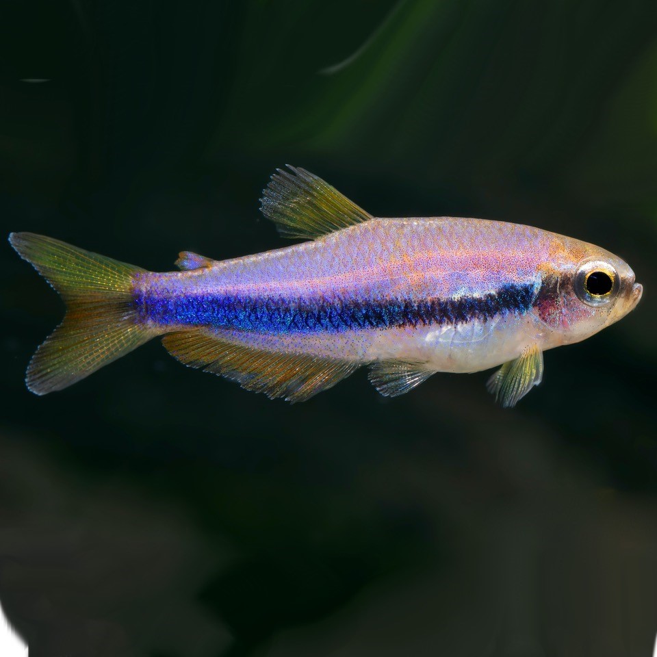 Inpaichthys kerry-Blauwe keizertetra